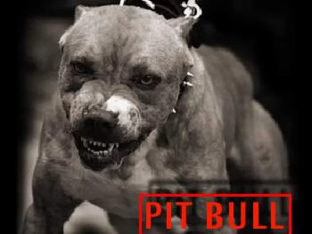 pit bull teoria master wallace (super fisico docet)